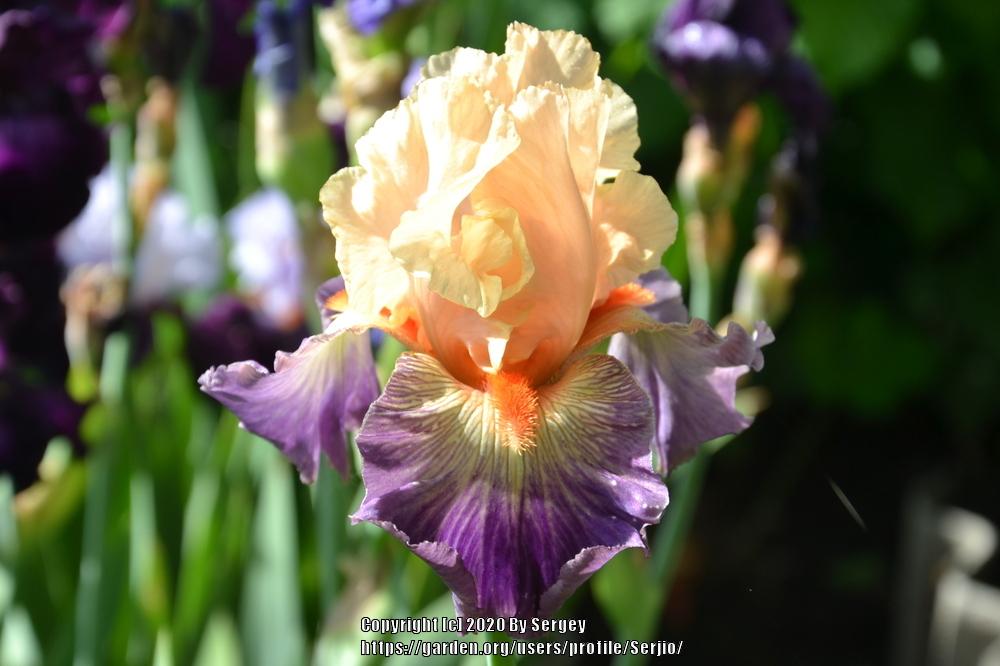 Photo of Tall Bearded Iris (Iris 'Undercurrent') uploaded by Serjio