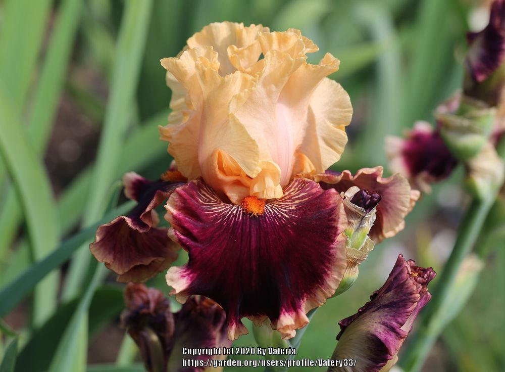 Photo of Tall Bearded Iris (Iris 'Glamour Pants') uploaded by Valery33
