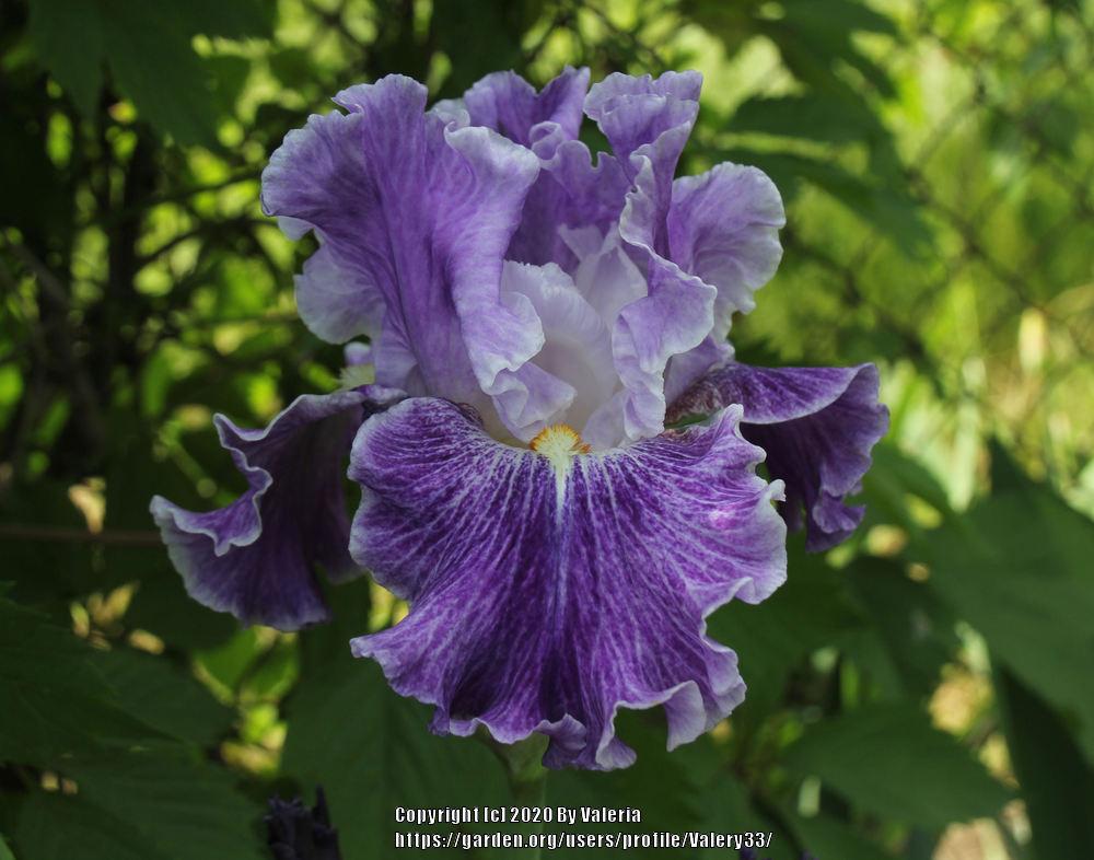 Photo of Tall Bearded Iris (Iris 'Fancy Dress') uploaded by Valery33