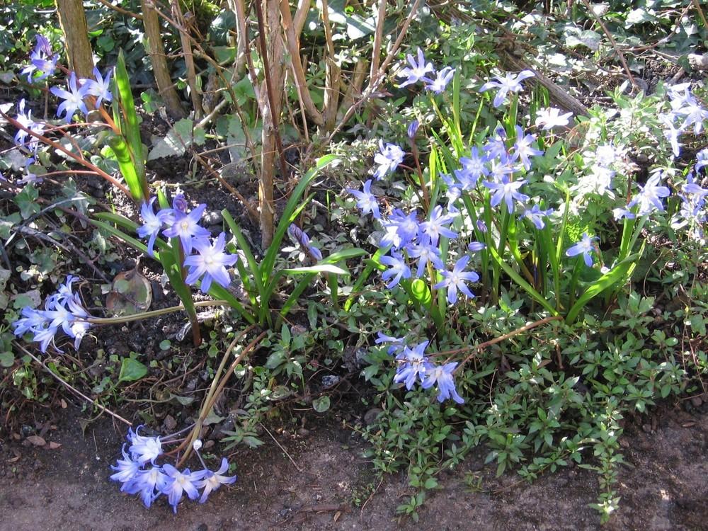 Photo of Glory Of The Snow (Scilla luciliae) uploaded by Yorkshirelass