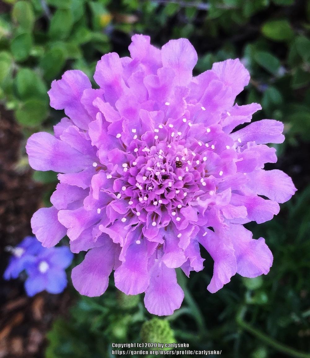 Photo of Pincushion Flower (Scabiosa columbaria 'Butterfly Blue') uploaded by carlysuko