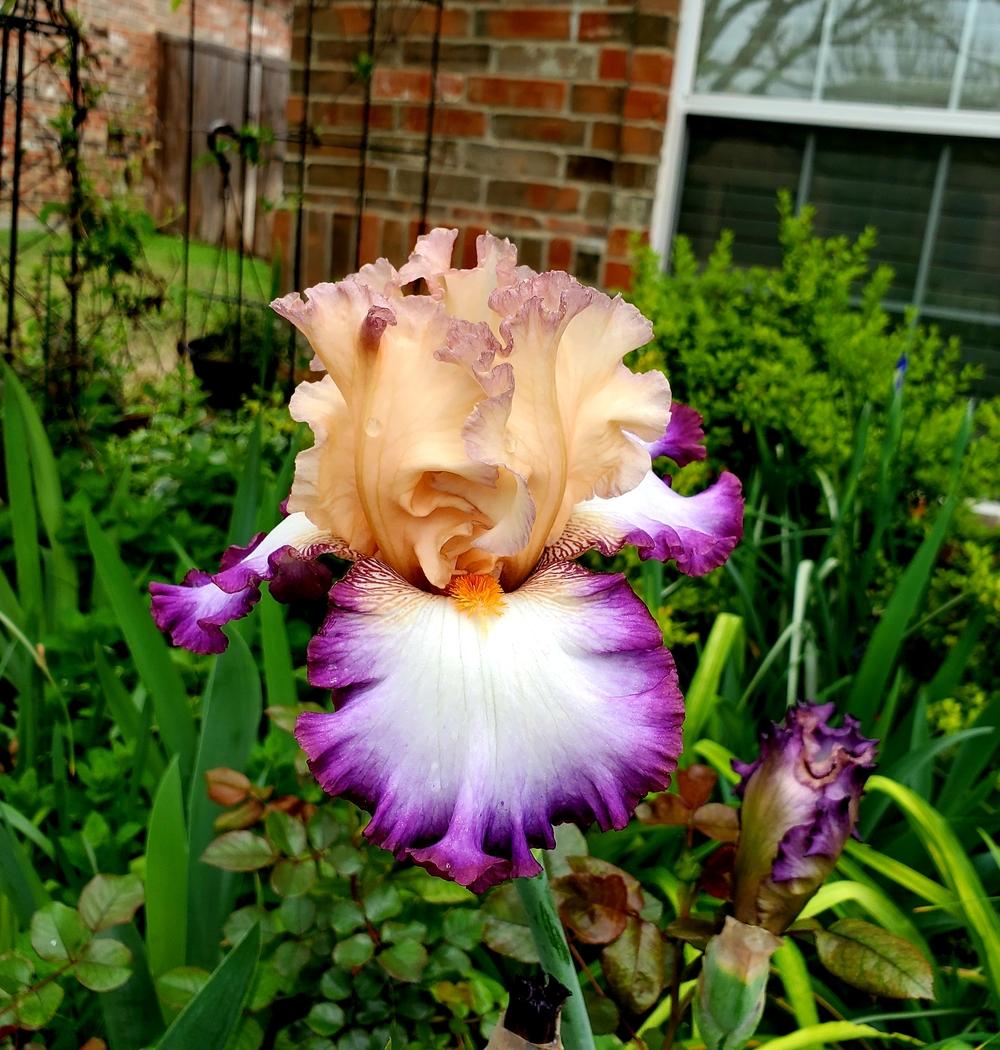 Photo of Tall Bearded Iris (Iris 'Brouhaha') uploaded by javaMom