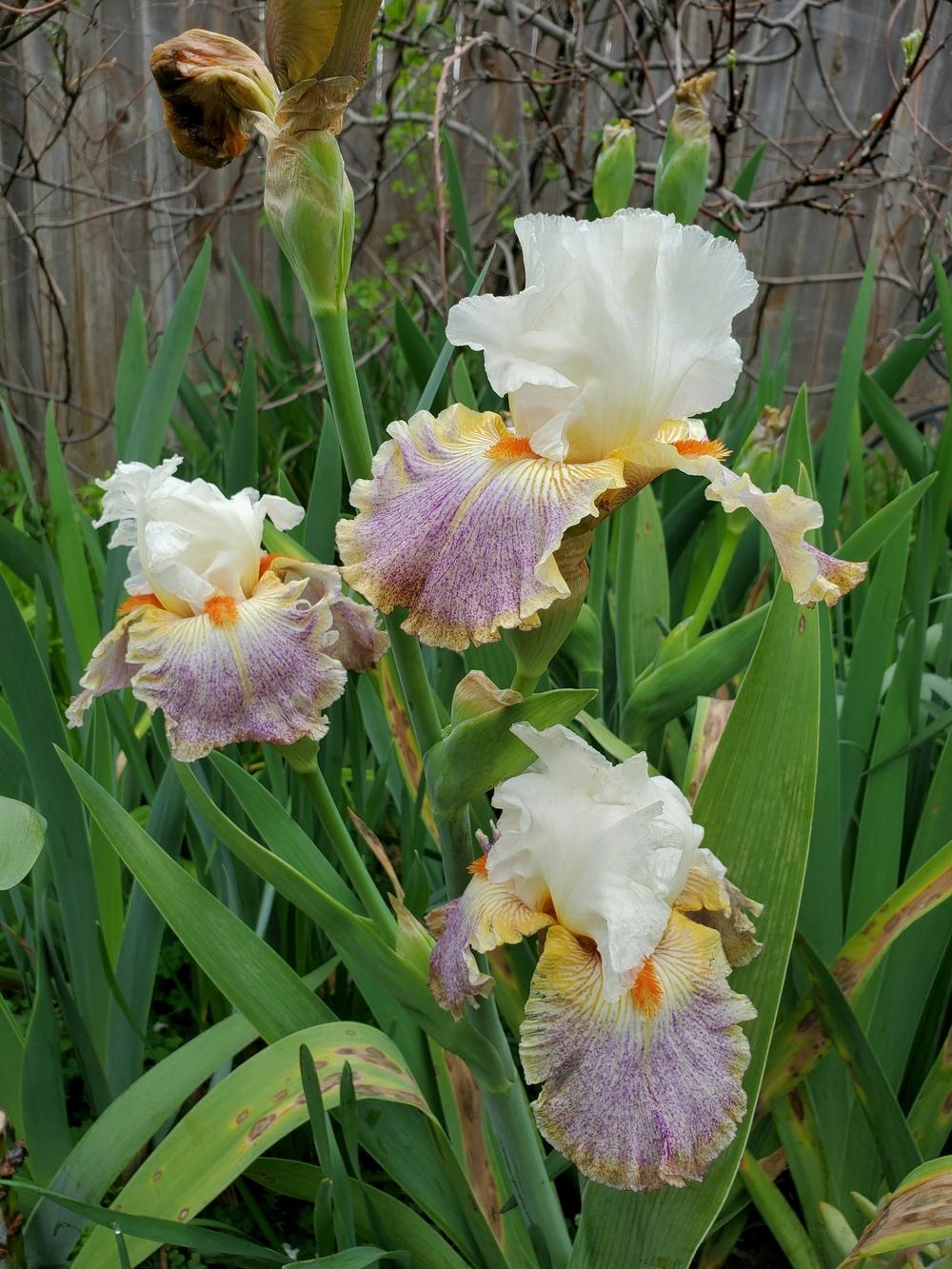 Photo of Tall Bearded Iris (Iris 'Fantasy Ride') uploaded by javaMom