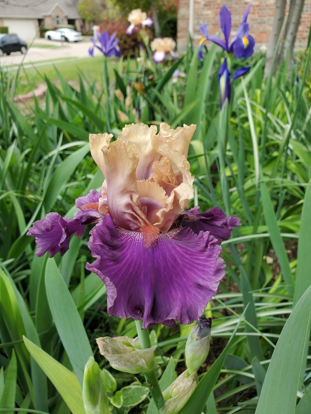 Photo of Tall Bearded Iris (Iris 'Puff the Magic') uploaded by javaMom