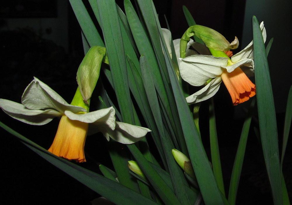 Photo of Cyclamineus Narcissus (Narcissus 'Kaydee') uploaded by jmorth