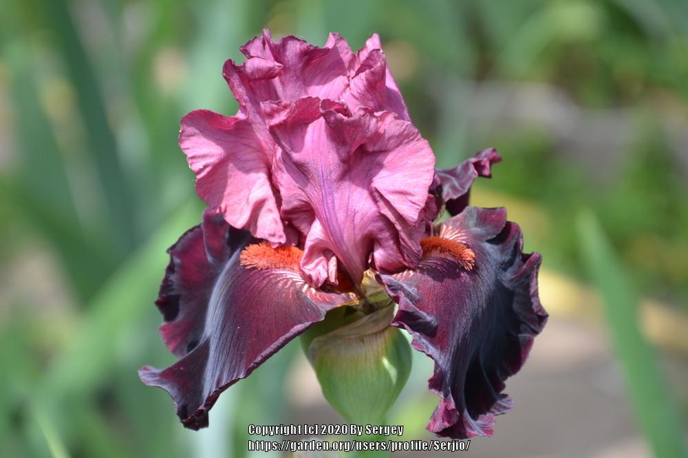 Photo of Tall Bearded Iris (Iris 'Wearing Rubies') uploaded by Serjio