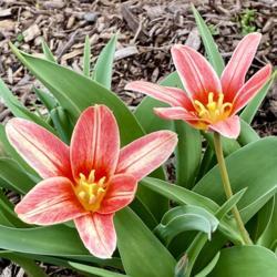 Location: Cemetery in Willow Street, Pennsylvania USA
Date: 2020-03-20
What cultivar is this? Is is blooming earlier than other tulips h