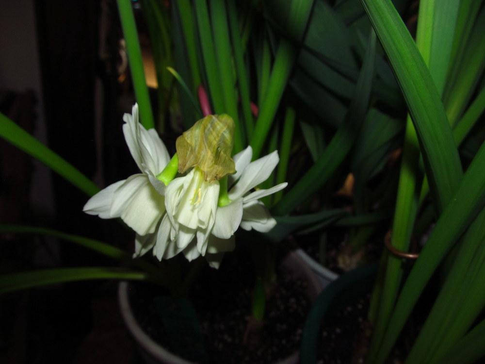 Photo of Triandrus Daffodil (Narcissus 'Ice Wings') uploaded by jmorth