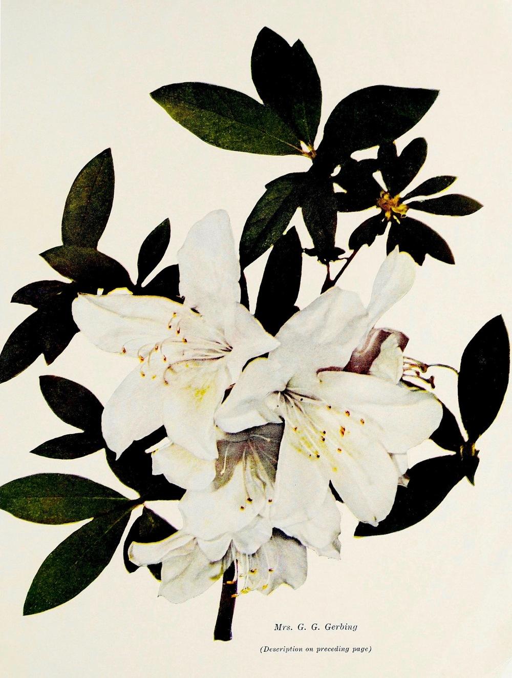 Photo of Azalea (Rhododendron indicum 'Mrs. G. G. Gerbing') uploaded by scvirginia