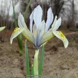 Location: Belarus
Date: 2020-03-19
Spring in our garden