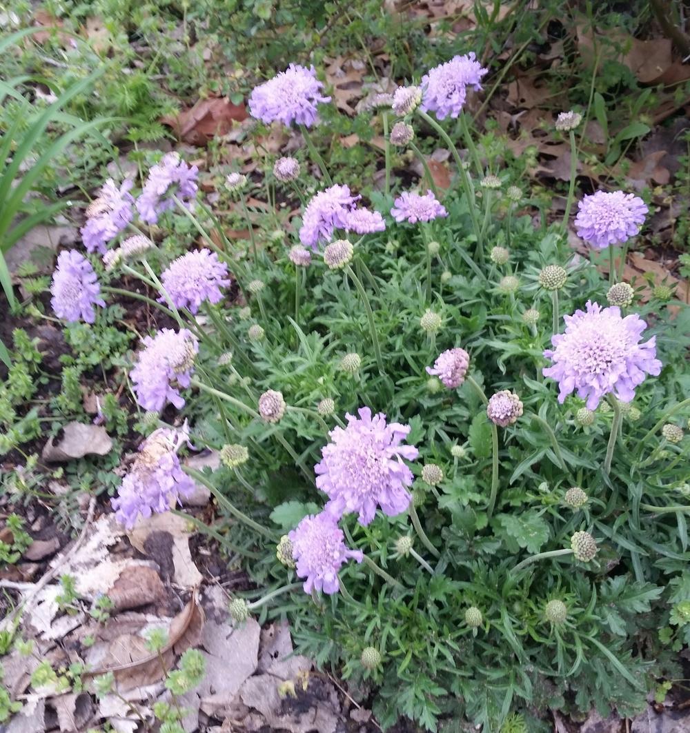 Photo of Pincushion Flower (Scabiosa columbaria 'Butterfly Blue') uploaded by FAIRYROSE