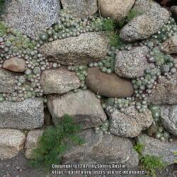 Location: Santa Cruz Mountains, California
Date: 2020-03-20
Sempervivum growing in a rock wall