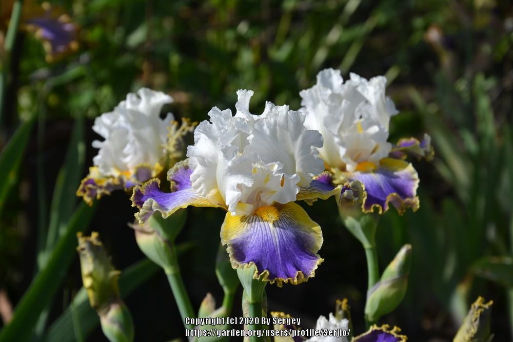 Photo of Tall Bearded Iris (Iris 'Wild Angel') uploaded by Serjio