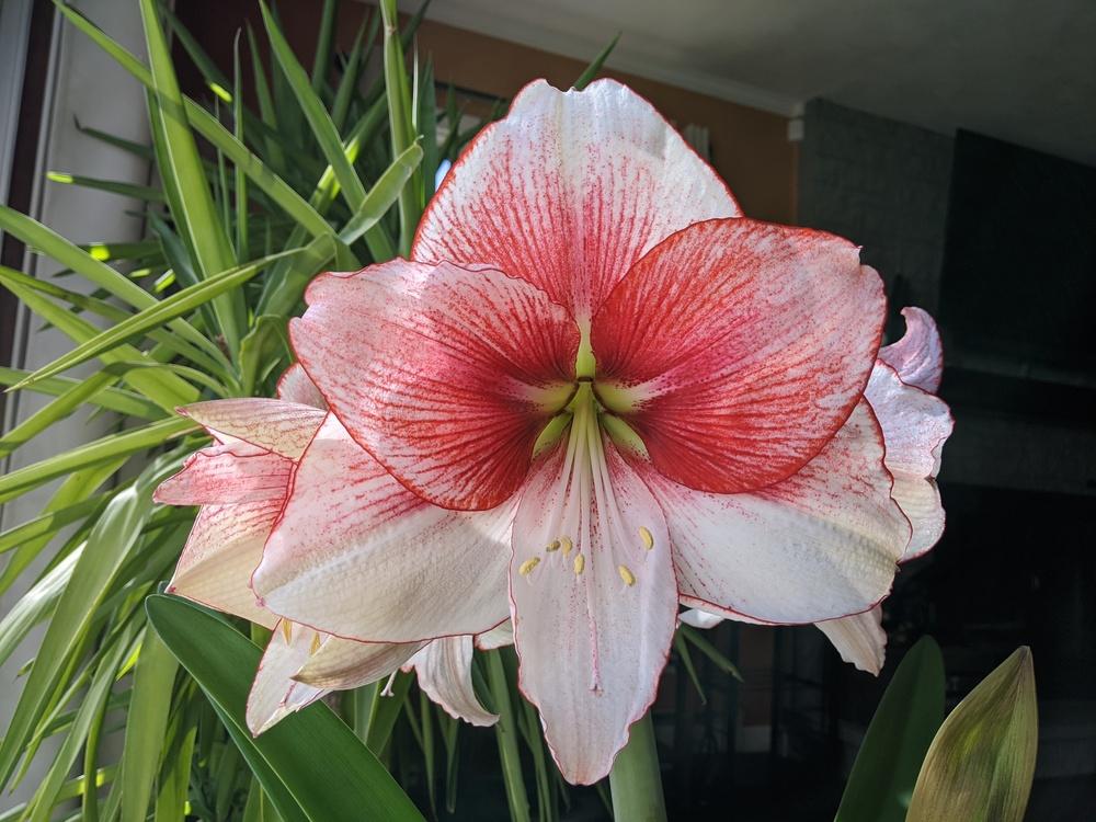 Photo of Amaryllis (Hippeastrum 'Showmaster') uploaded by Tienito