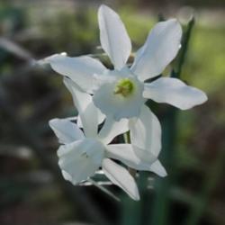 Location: Thomasville, GA USA
Date: 2020-03-20
"Orchid Narcissus" - Narcissus 'Thalia'