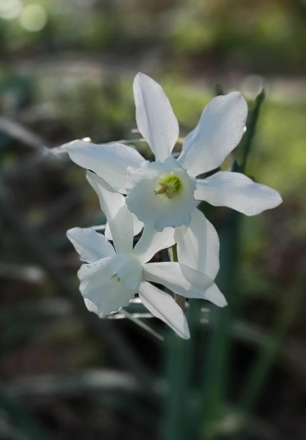 Photo of Triandrus Daffodil (Narcissus 'Thalia') uploaded by Tom_F_GA