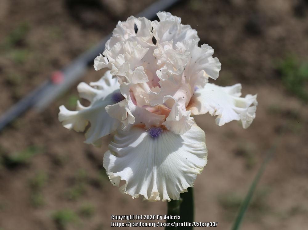 Photo of Tall Bearded Iris (Iris 'Otherside of Heaven') uploaded by Valery33