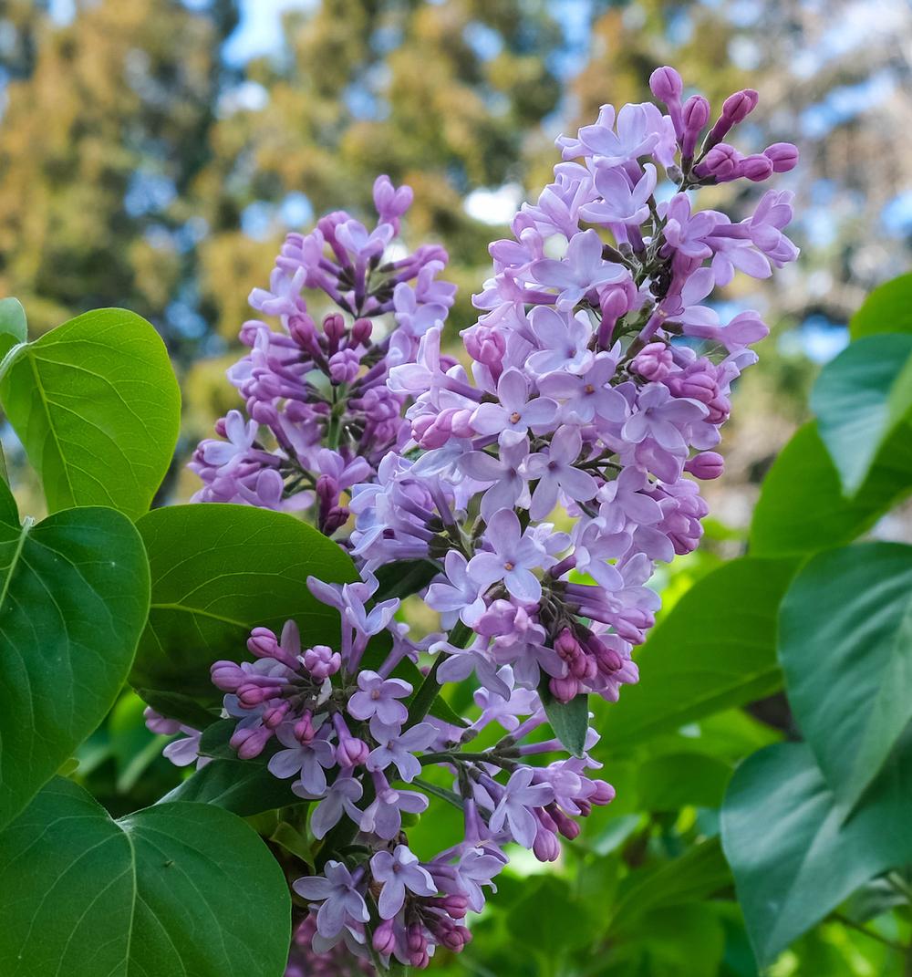 Photo of Common Lilac (Syringa vulgaris) uploaded by AnnKNCalif