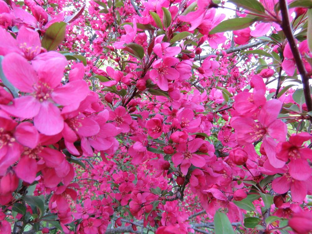 Photo of Crabapple (Malus 'Prairie Fire') uploaded by Green_Go