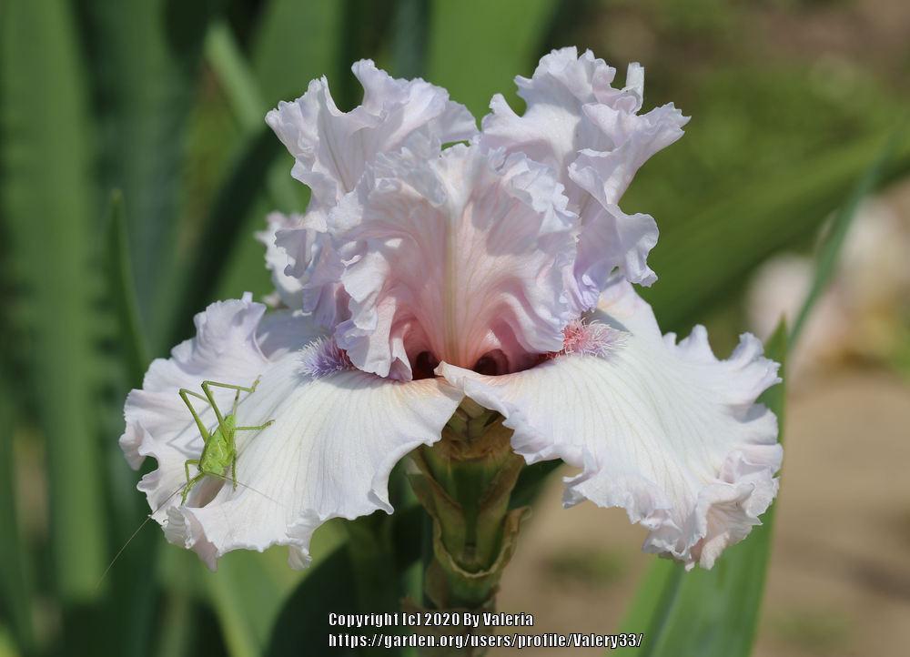Photo of Tall Bearded Iris (Iris 'Rite of Passage') uploaded by Valery33