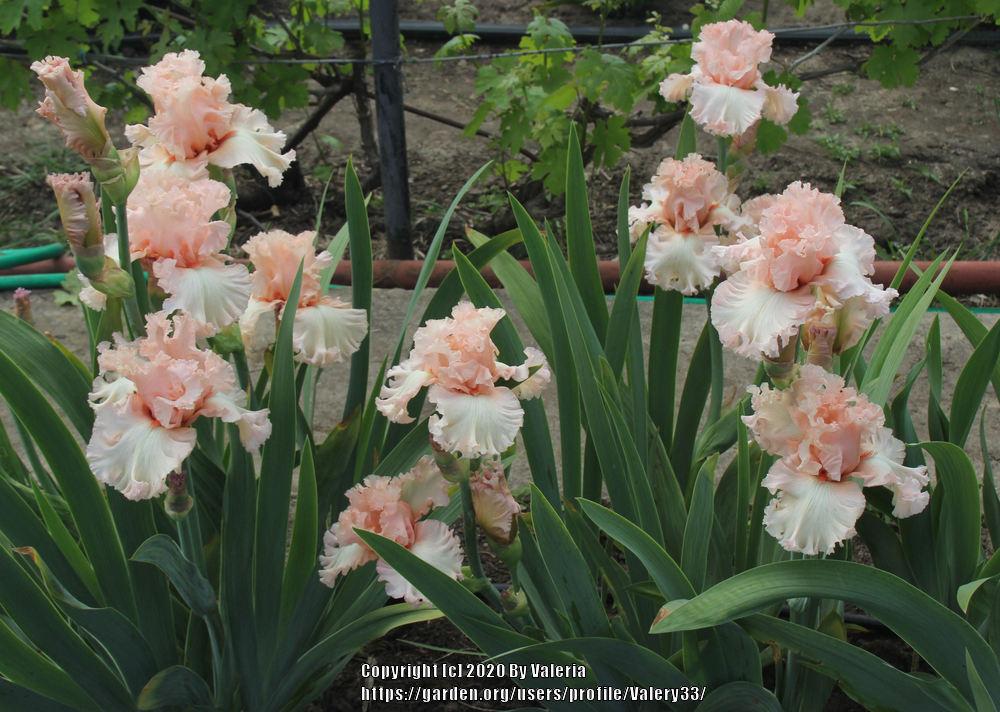 Photo of Tall Bearded Iris (Iris 'Picture Book') uploaded by Valery33