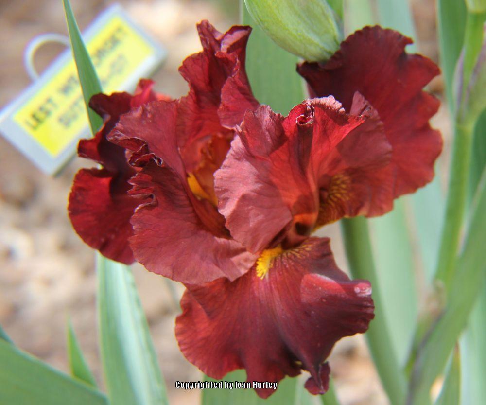 Photo of Tall Bearded Iris (Iris 'Lest We Forget') uploaded by Ivan_N_Tx