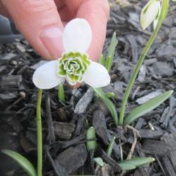 Location: Toronto, Ontario
Date: 2020-03-22
Snowdrop (Galanthus nivalis 'Flore Pleno')
