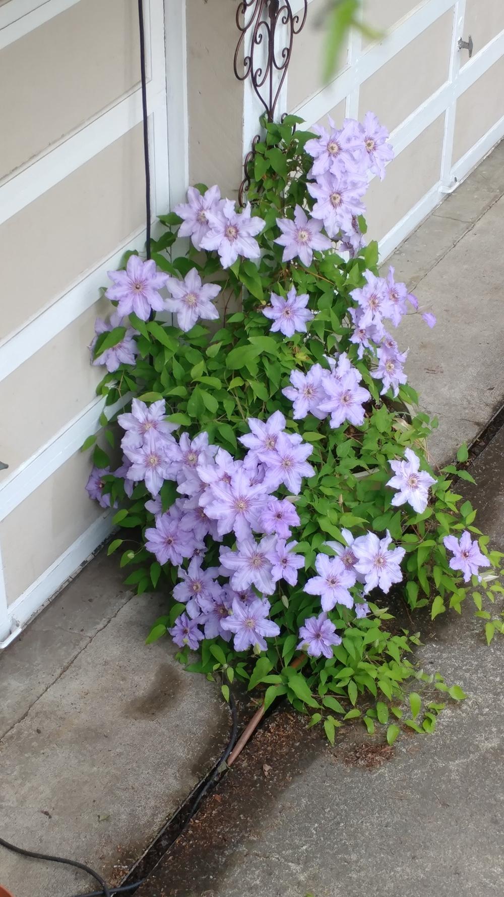 Photo of Clematis 'The First Lady' uploaded by mishkab