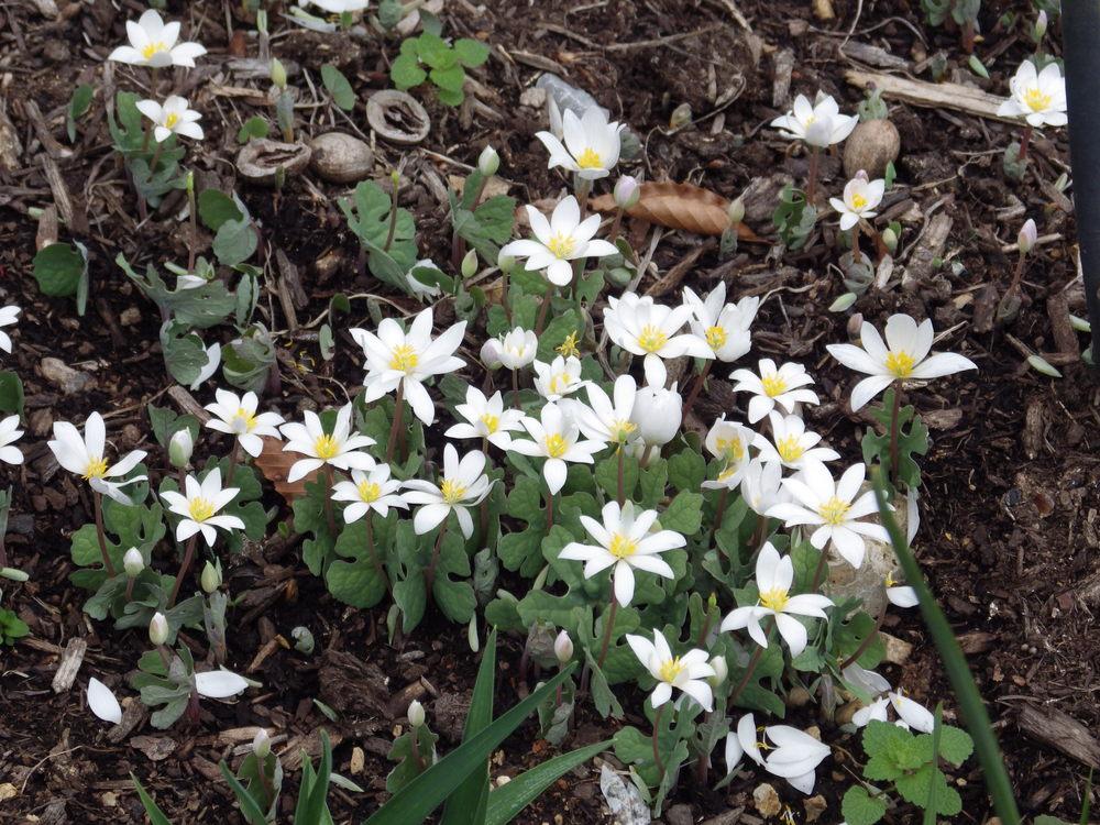 Photo of Bloodroot (Sanguinaria canadensis) uploaded by pdermer1x