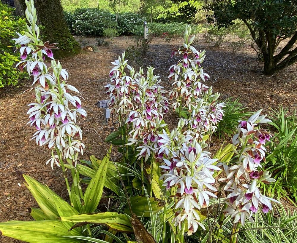 Photo of Nun's Cap Orchid (Calanthe tankervilleae) uploaded by sunkissed