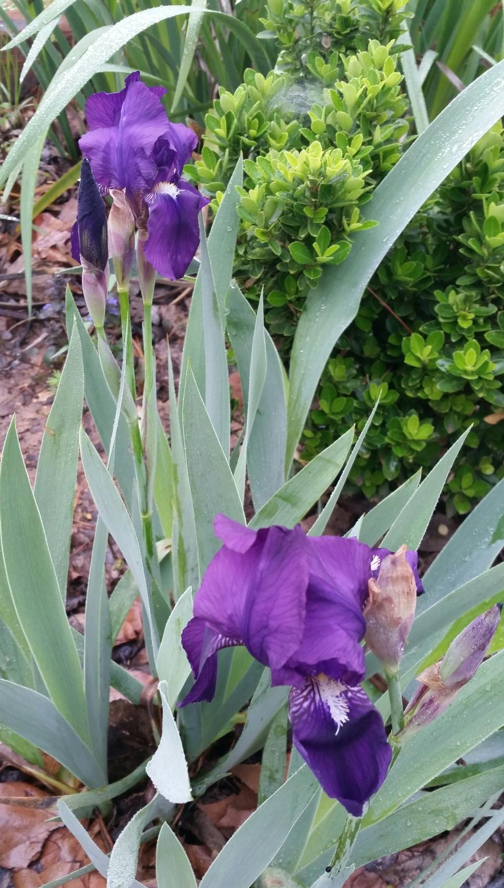 Photo of Intermediate Bearded Iris (Iris 'Crimson King') uploaded by FAIRYROSE