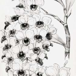 
Date: c. 1894
illustration from Veitch's 'Manual of Orchidaceous Plants Cultiva