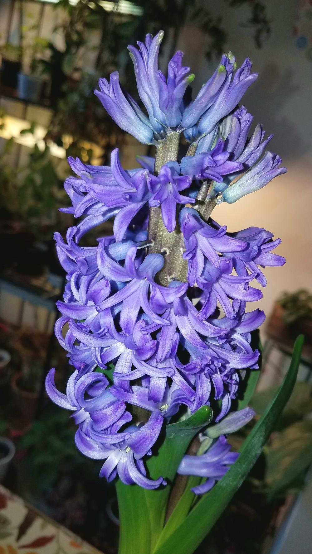 Photo of Hyacinths (Hyacinthus) uploaded by Gerris2