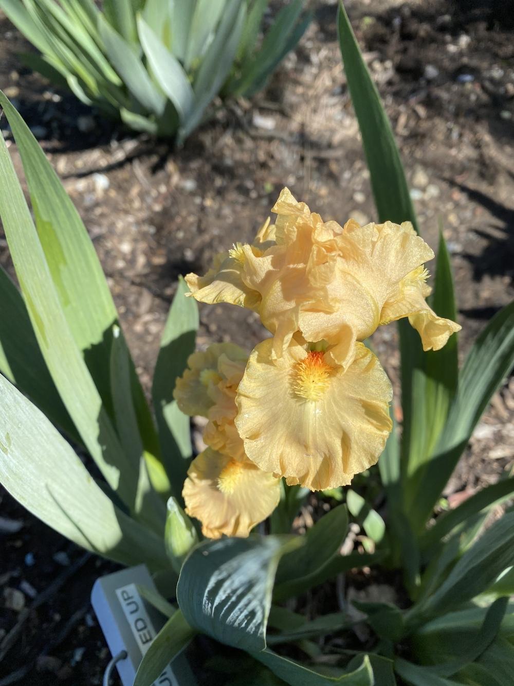 Photo of Standard Dwarf Bearded Iris (Iris 'All Ruffled Up') uploaded by iciris