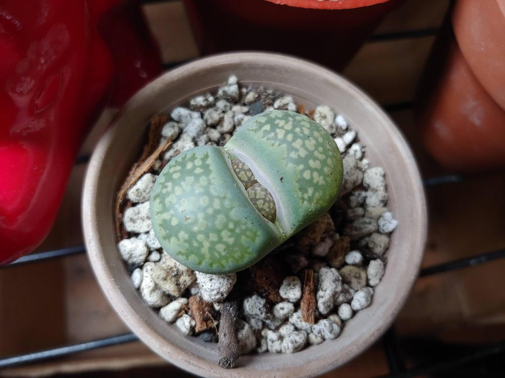 Photo of Living Stones (Lithops) uploaded by CatKitty