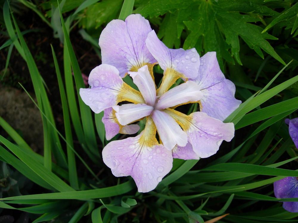 Photo of Siberian Iris (Iris 'Rikugi Sakura') uploaded by Vals_Garden