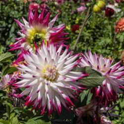 Location: Dahlia Hill, Midland, Michigan
Date: 2019-09-14
Sorbet dahlia blooms showing top, side, and rear views