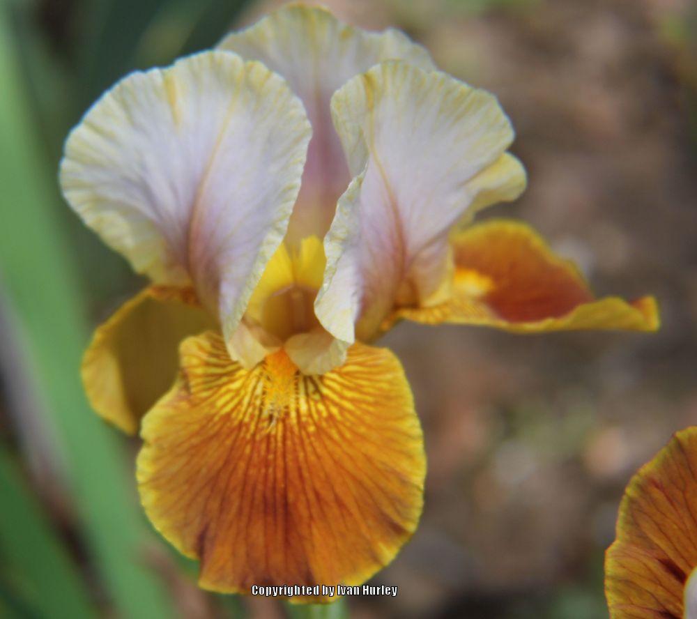 Photo of Arilbred Iris (Iris 'Jallab') uploaded by Ivan_N_Tx