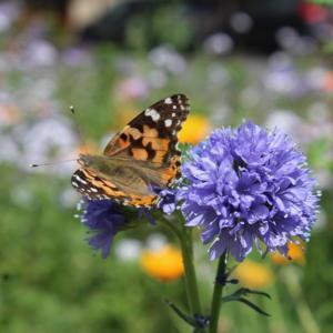 Globe gilia with painted lady butterfly