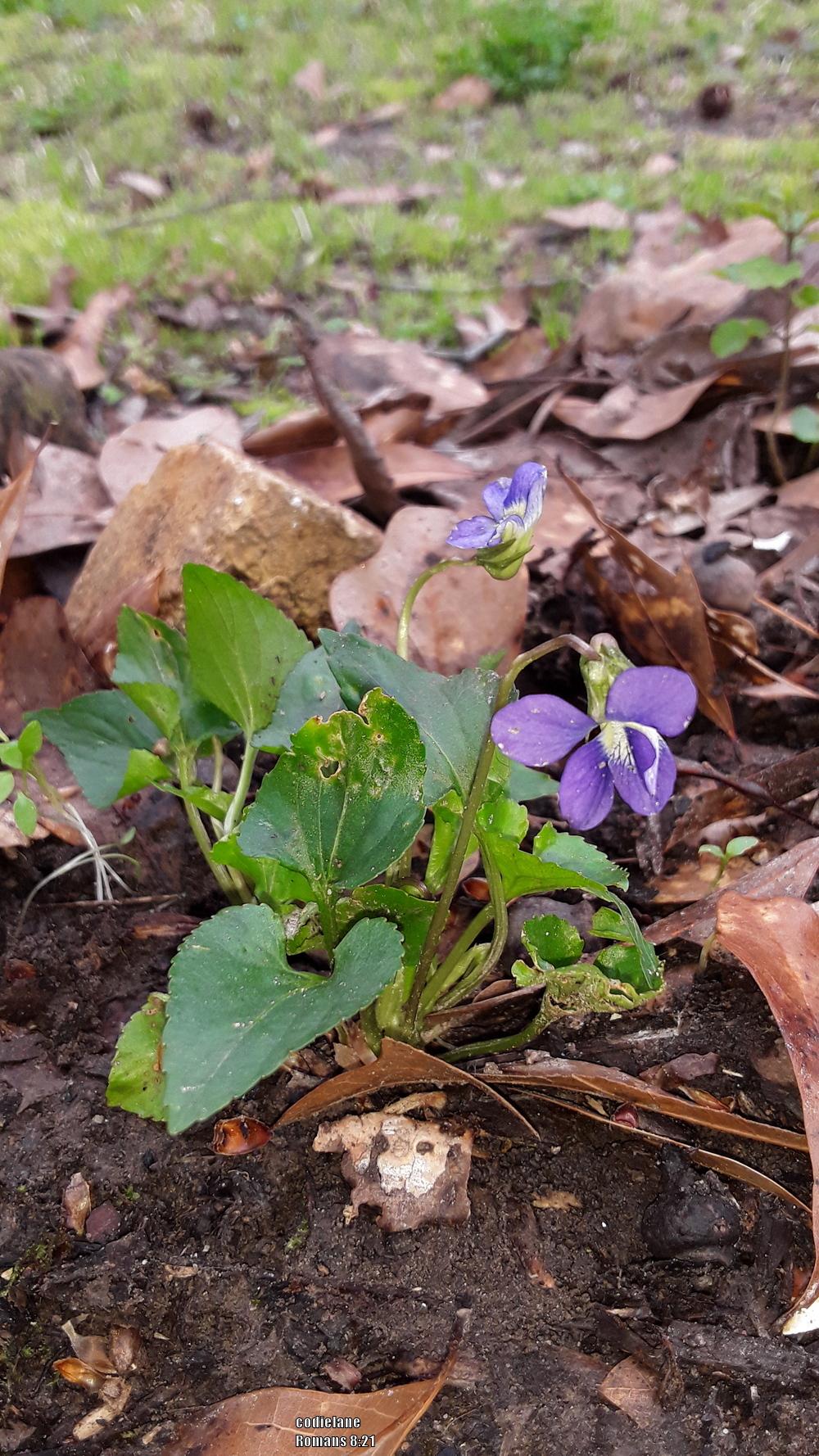 Photo of Common Blue Violet (Viola sororia) uploaded by codielane