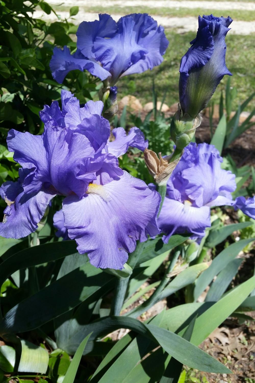 Photo of Tall Bearded Iris (Iris 'Victoria Falls') uploaded by FAIRYROSE