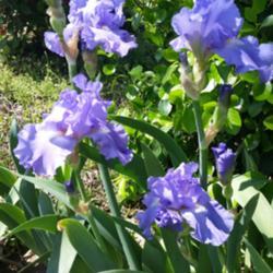 Location: Nocona,Texas zn.7 My gardens
Date: 2020-03-28
1st TB iris to bloom & what a show!