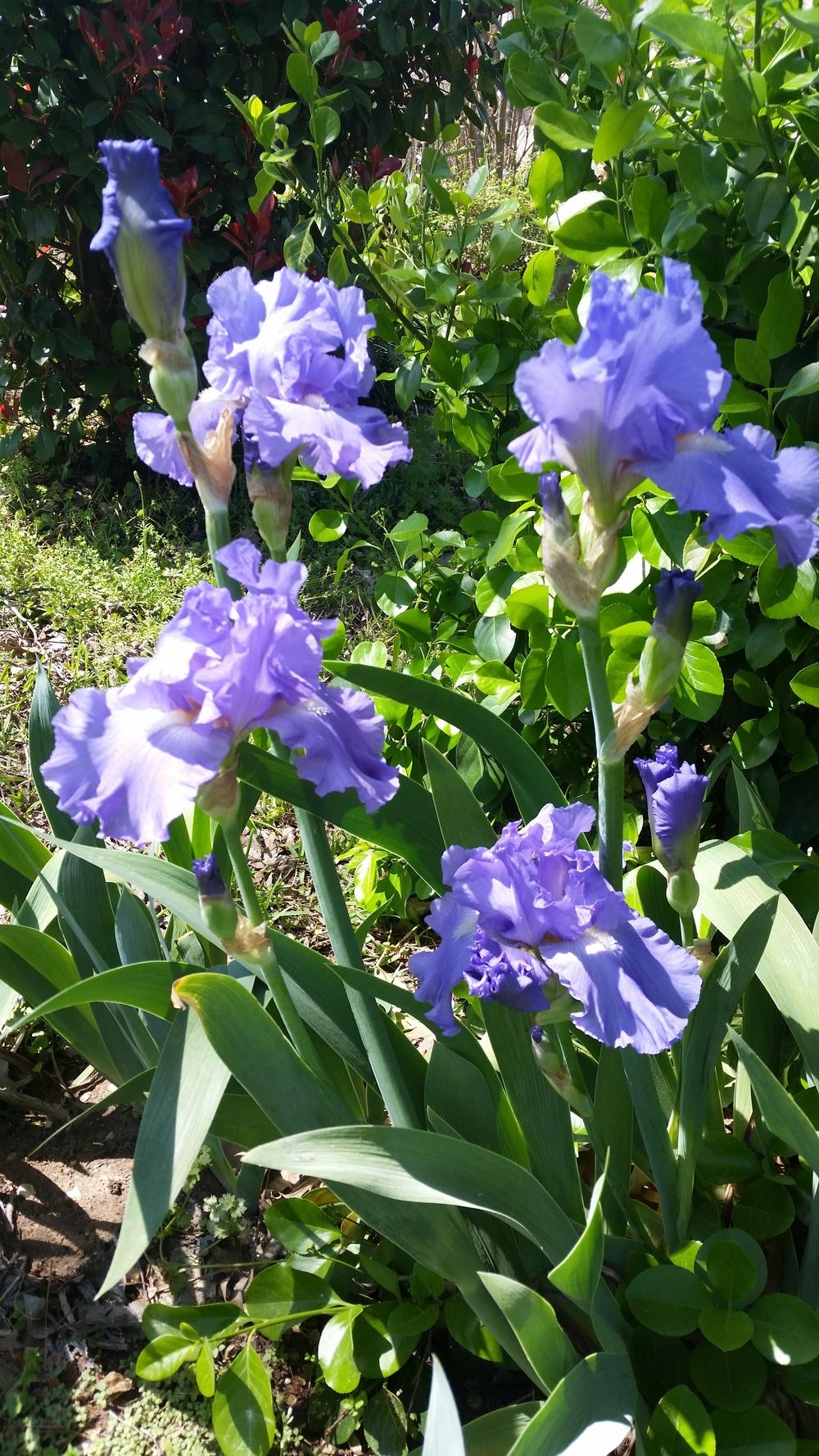 Photo of Tall Bearded Iris (Iris 'Victoria Falls') uploaded by FAIRYROSE