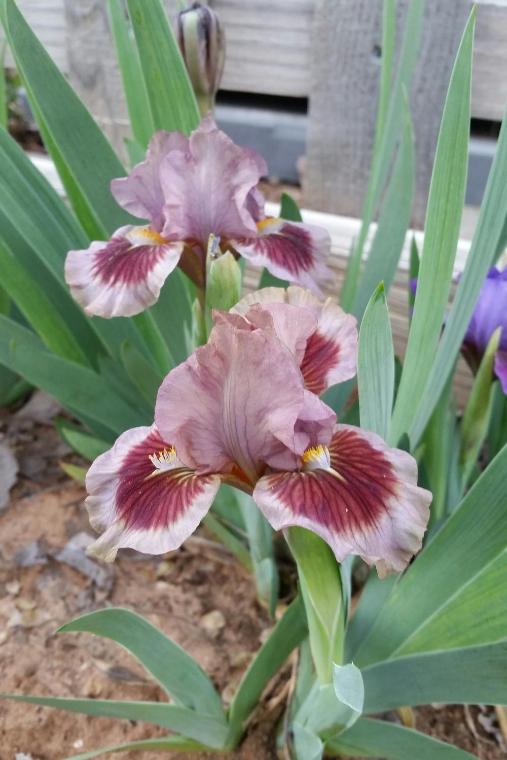 Photo of Standard Dwarf Bearded Iris (Iris 'Voldy's Mink') uploaded by FAIRYROSE