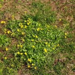 Location: Downingtown, Pennsylvania
Date: 2020-03-26
patch of plants in lawn