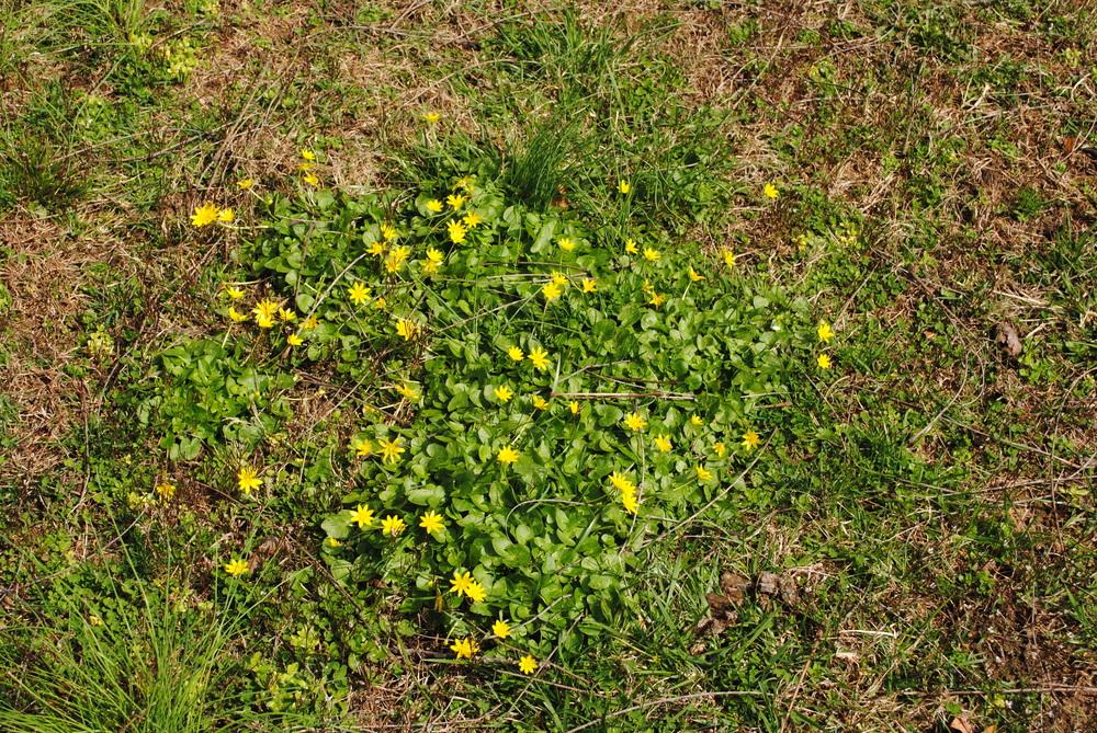 Photo of Lesser Celandine (Ficaria verna subsp. verna) uploaded by ILPARW