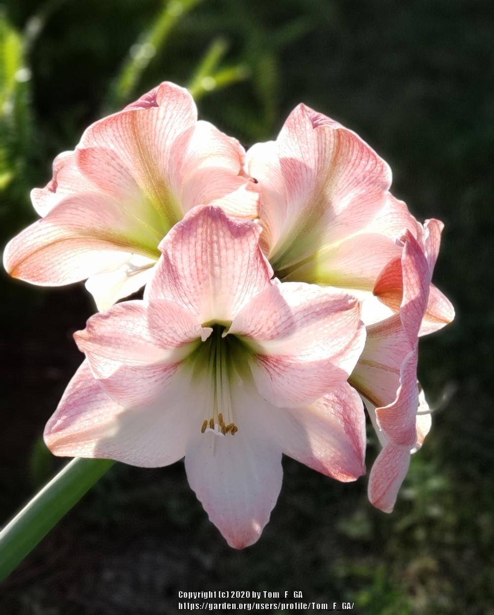 Photo of Amaryllis (Hippeastrum 'Apple Blossom') uploaded by Tom_F_GA