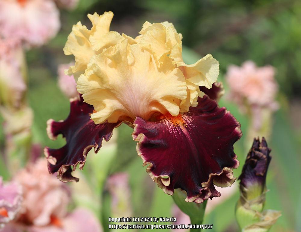 Photo of Tall Bearded Iris (Iris 'Spectacle') uploaded by Valery33