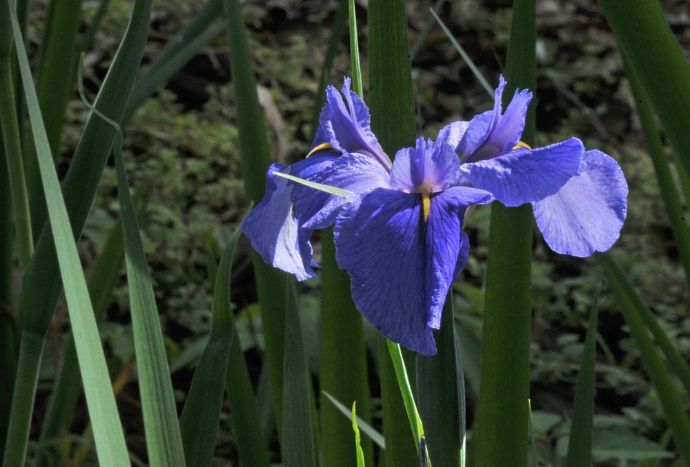 Photo of Irises (Iris) uploaded by deepsouth