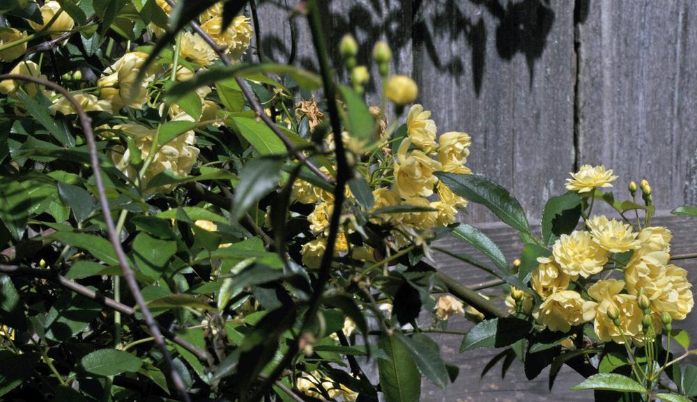 Photo of Lady Banks Yellow (Rosa banksiae 'Lutea') uploaded by deepsouth